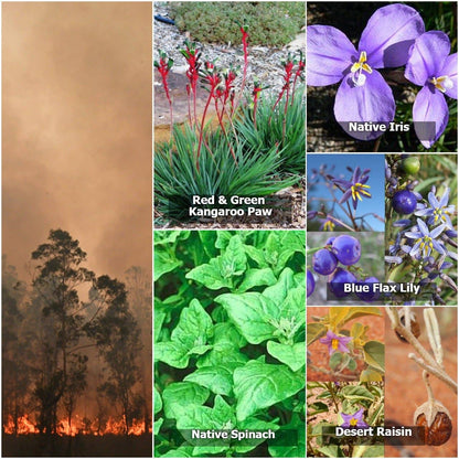 Bush Fire Seed Collection - Oldboy&