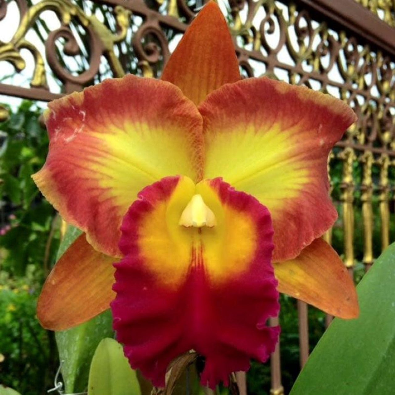 Cattleya Orchid - Oldboy&