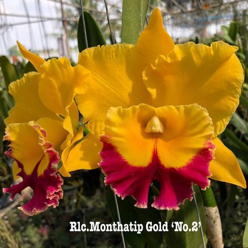 Cattleya Orchid – Orchidaceae – Cattleya spp. - 50mm &amp; 100mm Potted Mericlone - Oldboy&