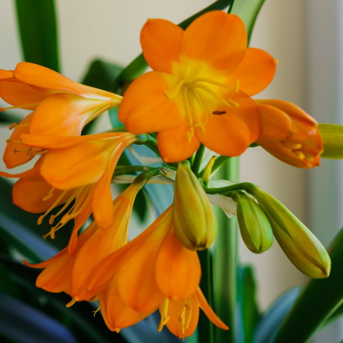 Clivia Berries - Oldboy&