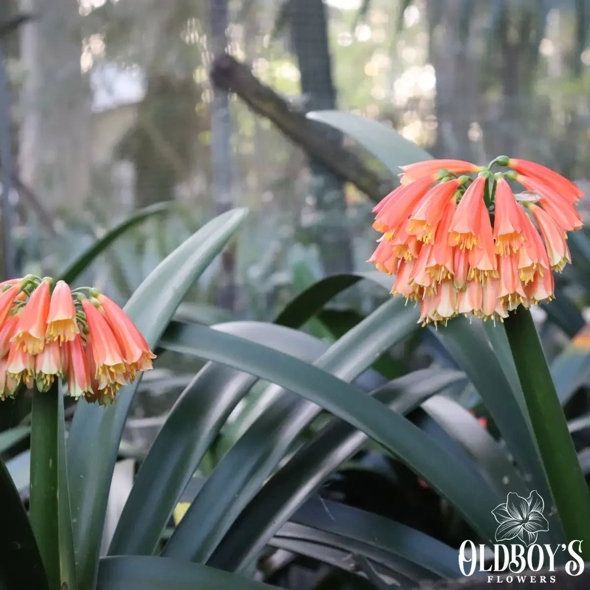 Clivia Berries - Oldboy&