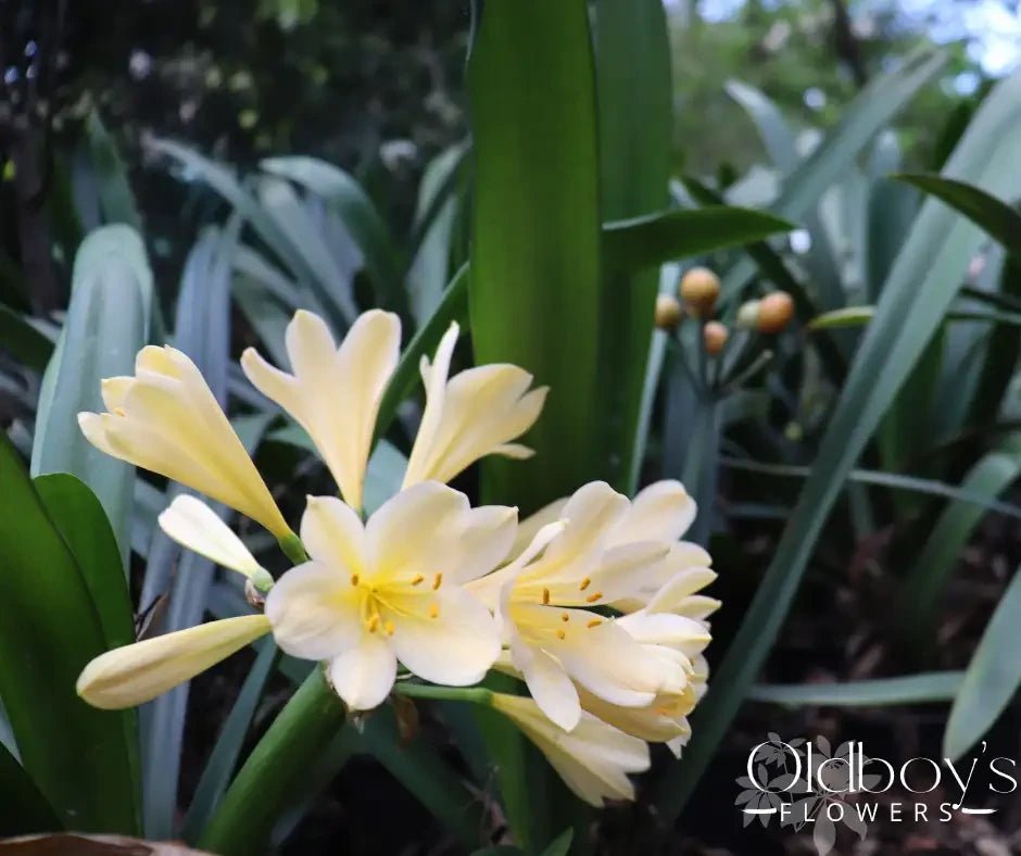 Clivia Berries - Oldboy&