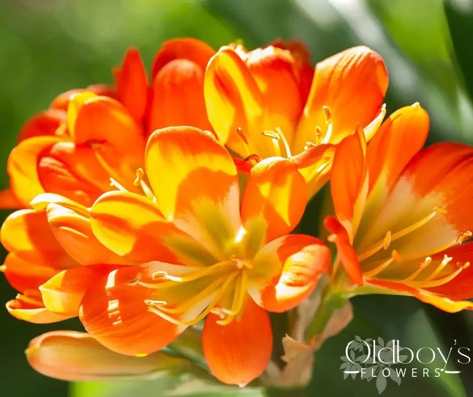 Clivia Berries - Oldboy&