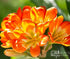 Clivia Berries - Oldboy&