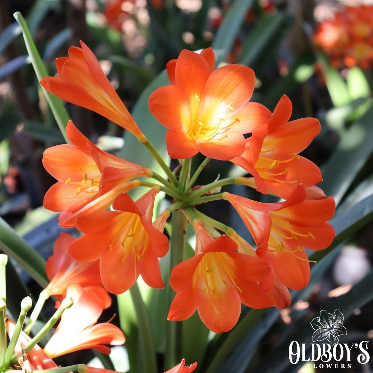 Clivias - Oldboy&