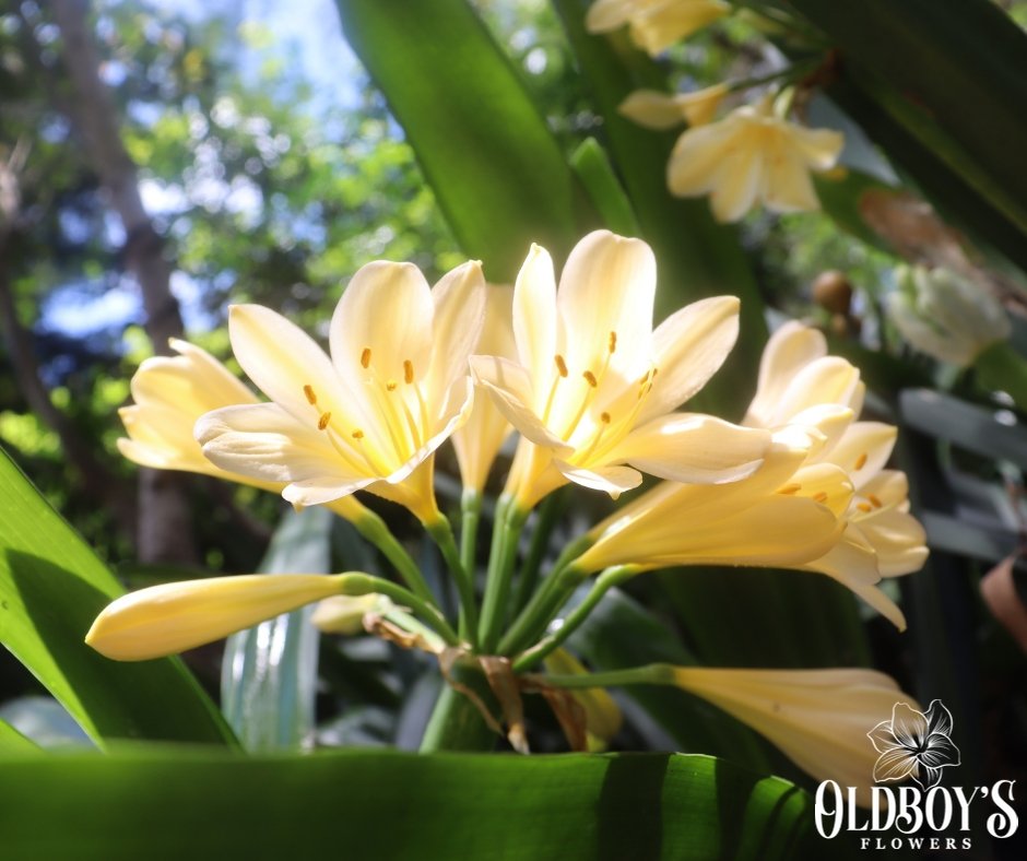 Clivias - Oldboy&