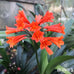 Clivias Plants Oldboy s Flowers clivias-plants-oldboy-s-flowers