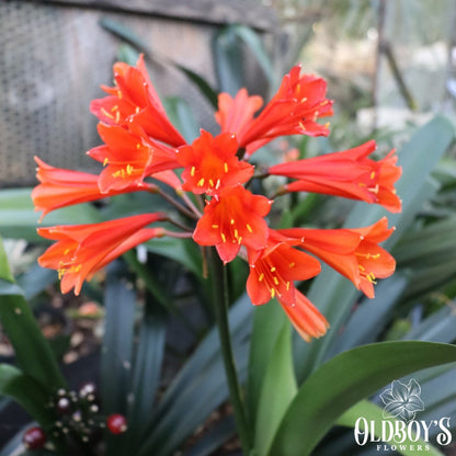 Clivias - Oldboy&