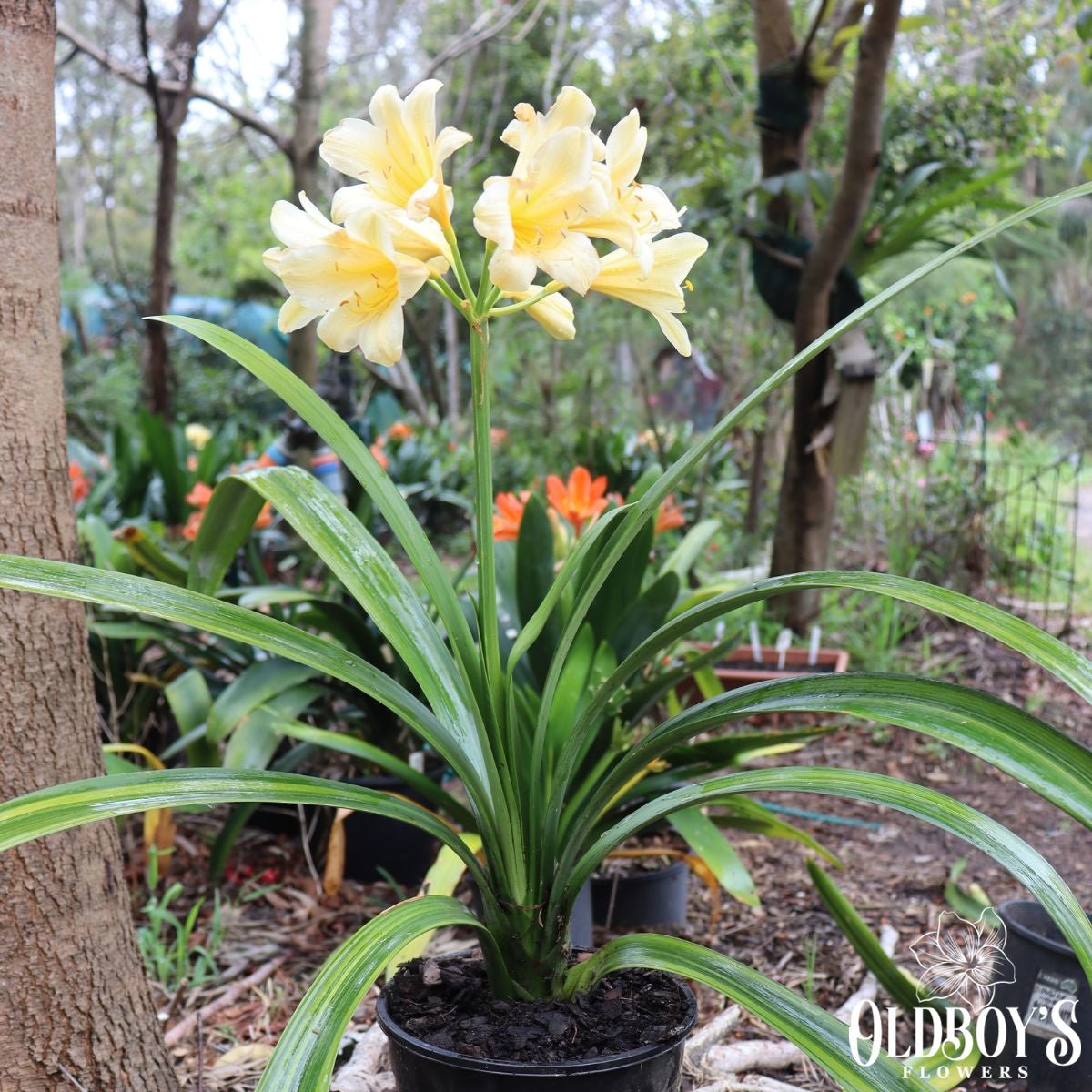 Clivias - Oldboy&