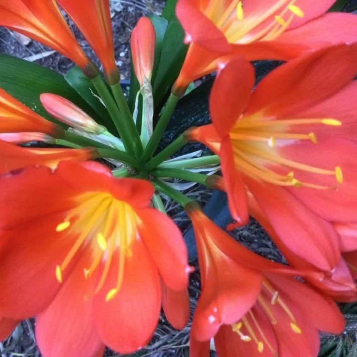 Clivias - Oldboy&