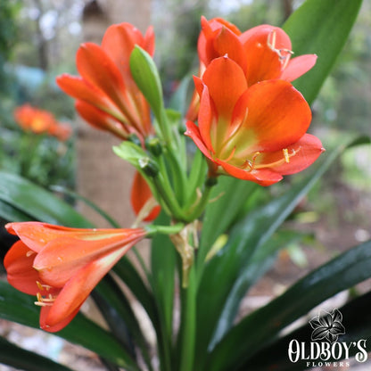 Clivias - Oldboy&