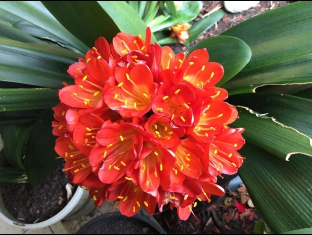 Clivias - Oldboy&