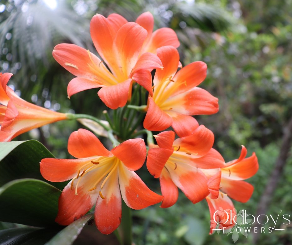 Clivias - Oldboy&