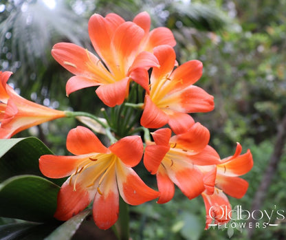 Clivias - Oldboy&