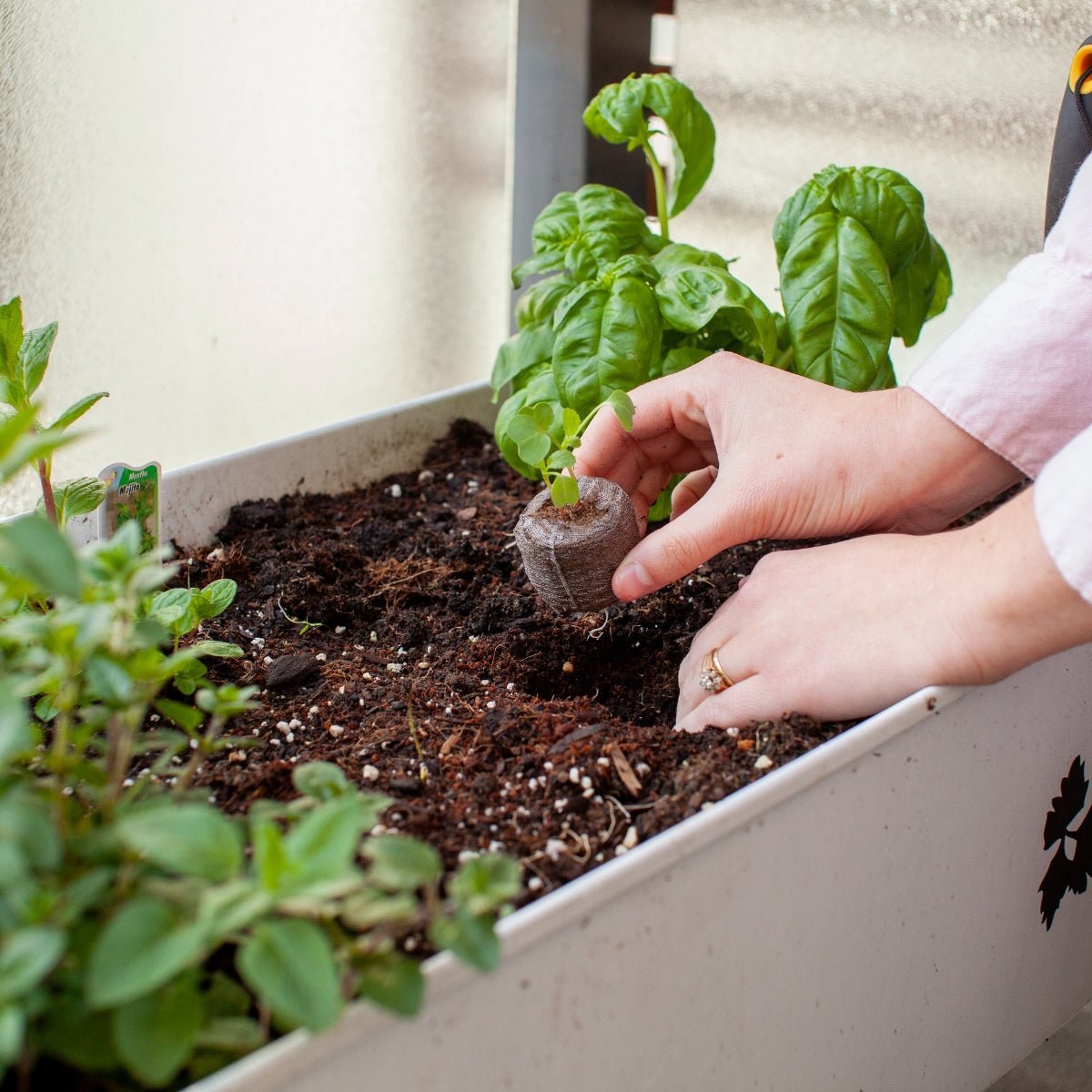 Coir Seed Starters - Oldboy&