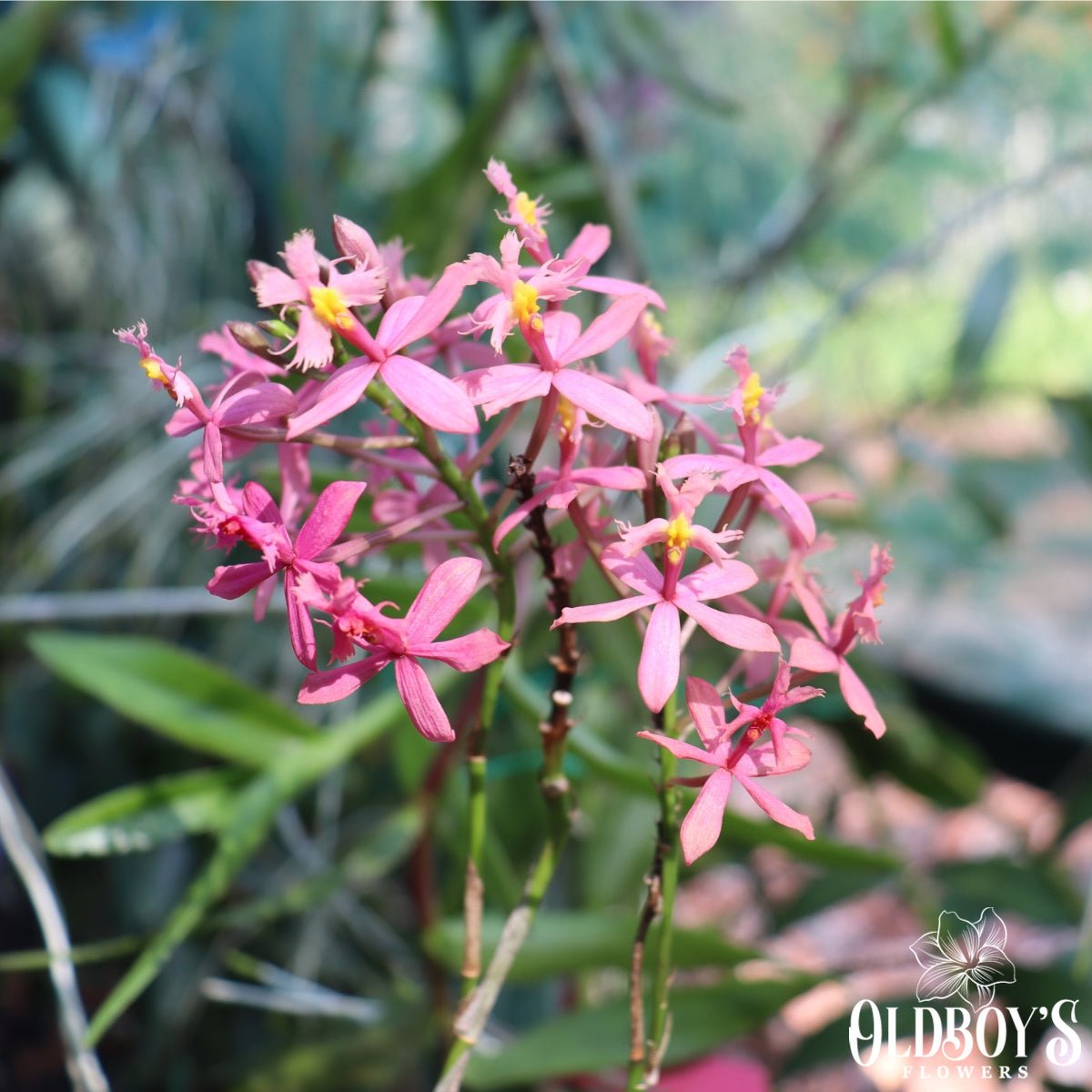 Crucifix Orchid | Epidendrums - Oldboy&