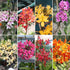 Crucifix Orchid (Epidendrums) - Oldboy&