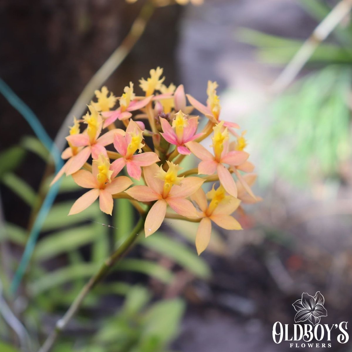 Epidendrums Crucifix Orchids Oldboy's Flowers
