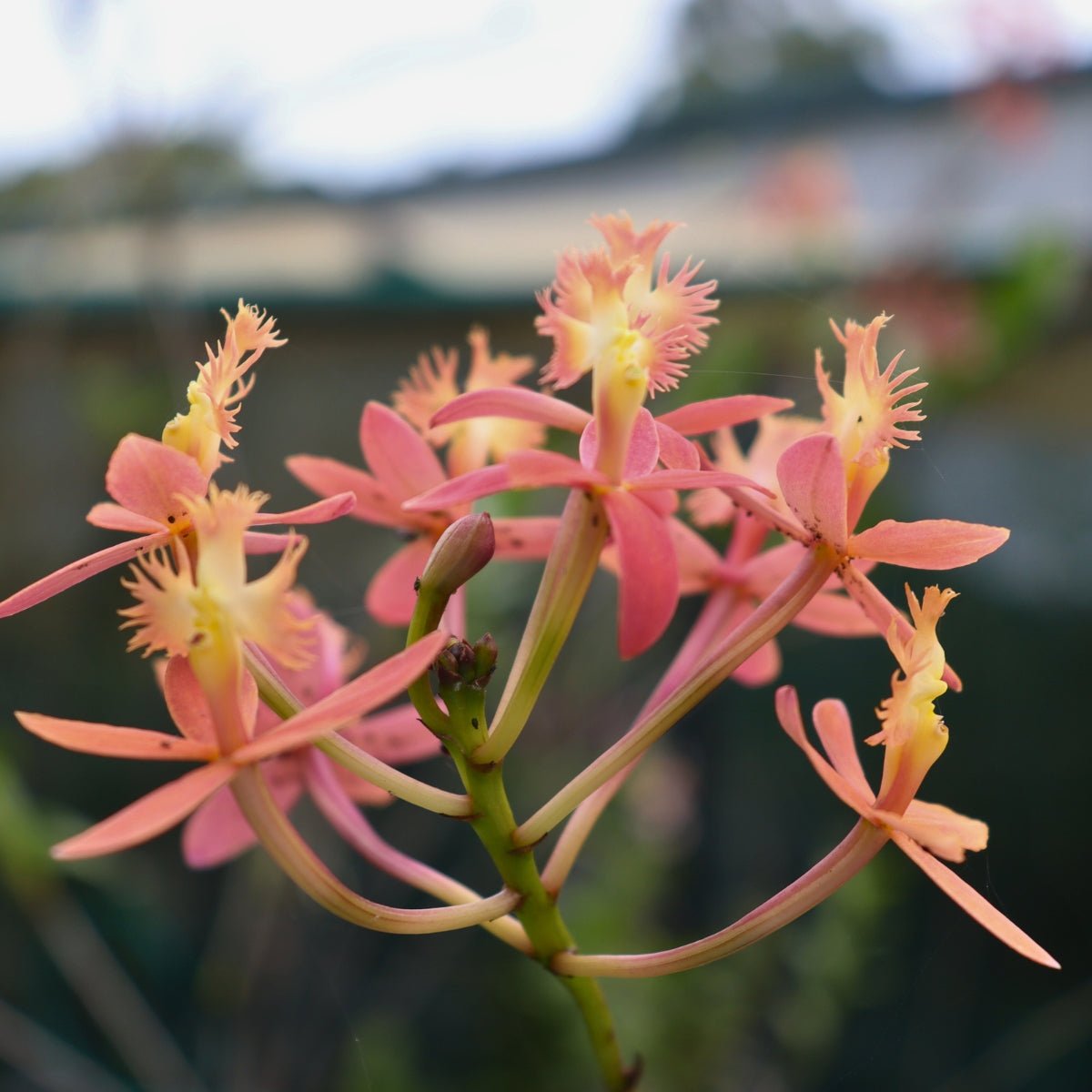 Crucifix Orchid | Epidendrums - Oldboy&