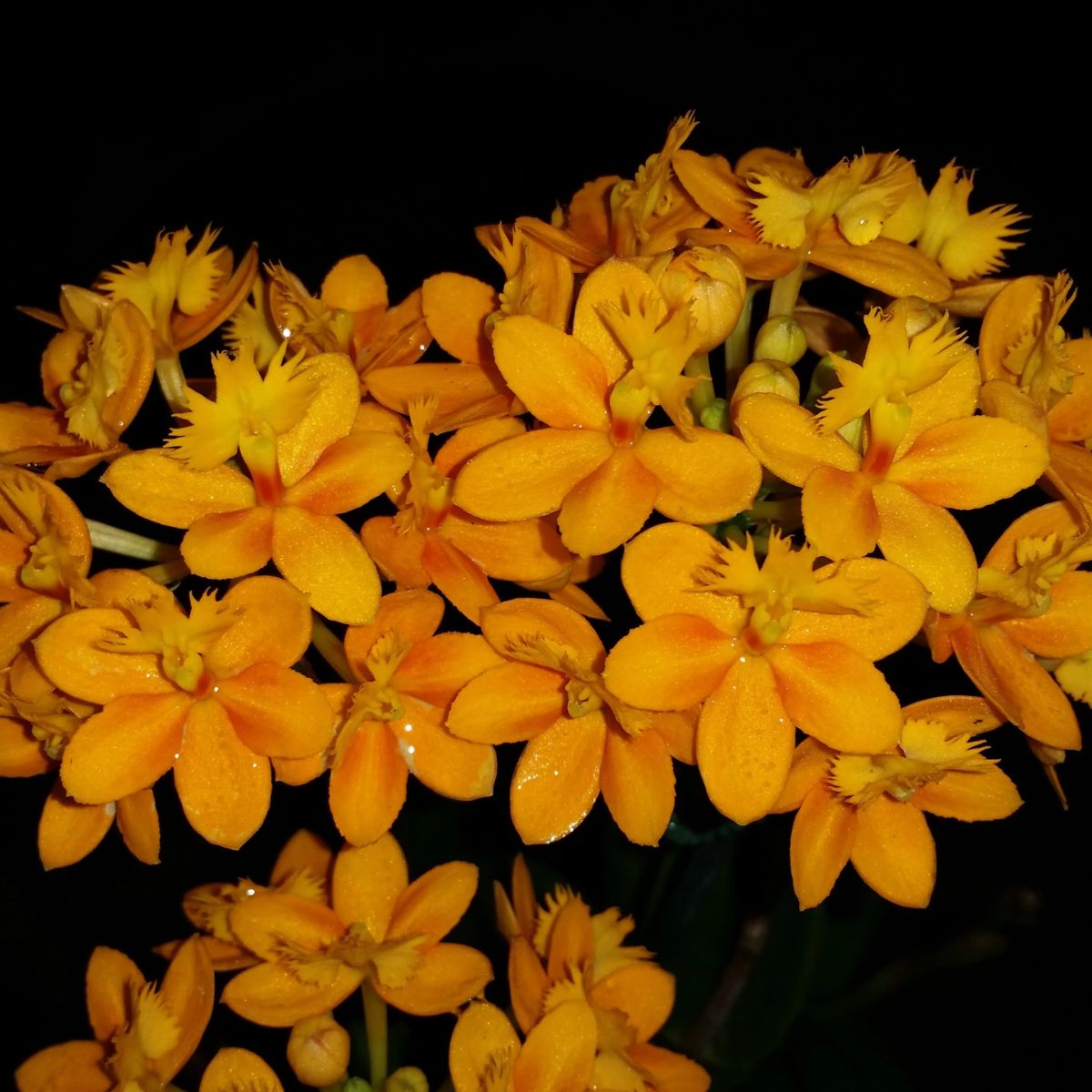 Crucifix Orchid | Epidendrums - Oldboy&