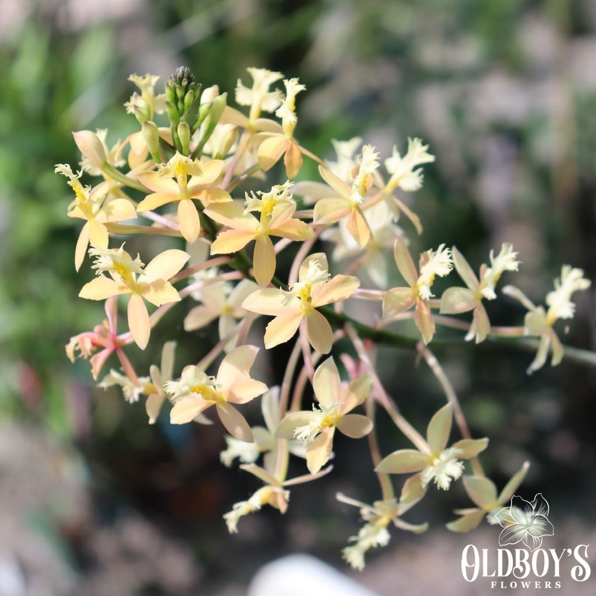 Crucifix Orchid (Epidendrums) - Oldboy&