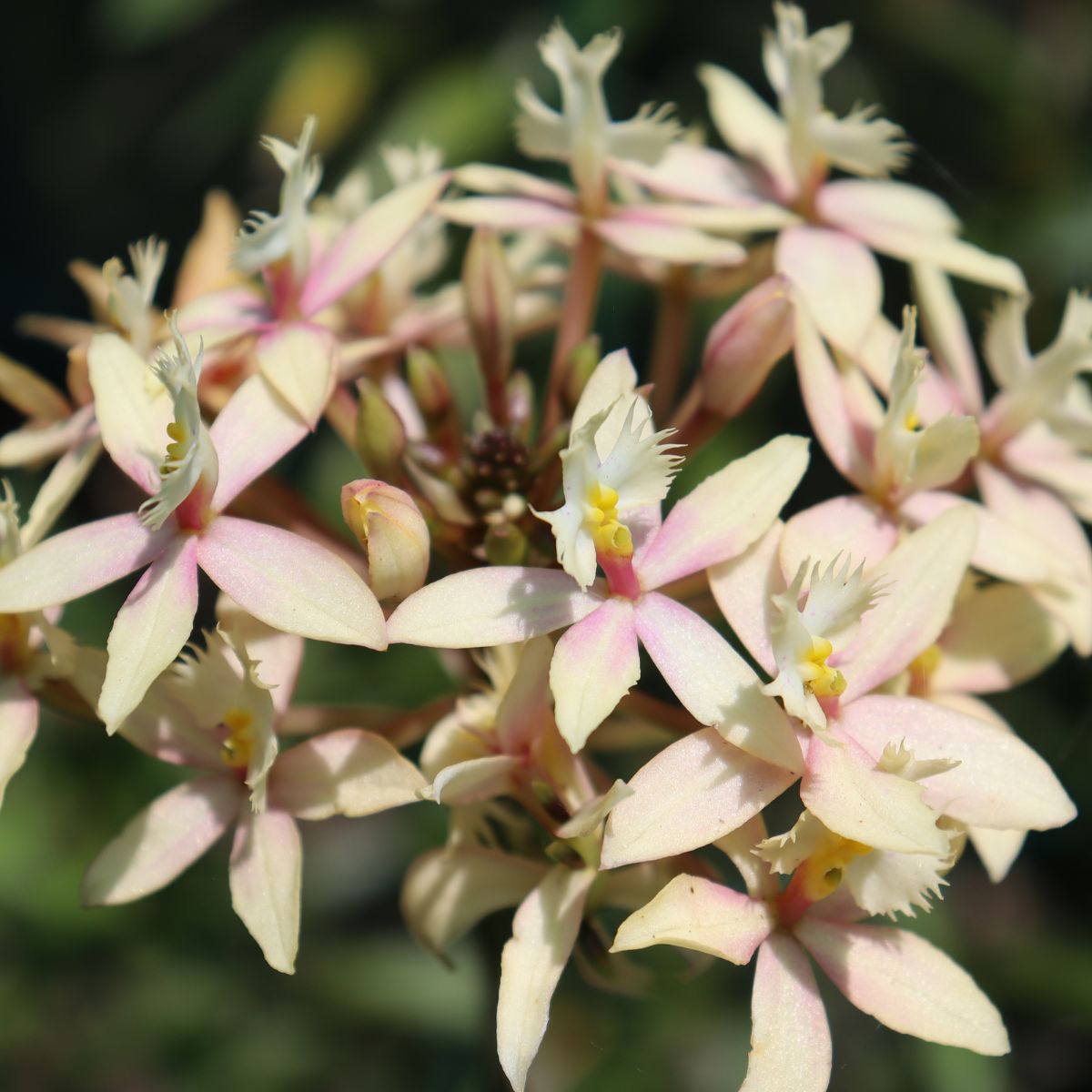 Crucifix Orchid | Epidendrums - Oldboy&