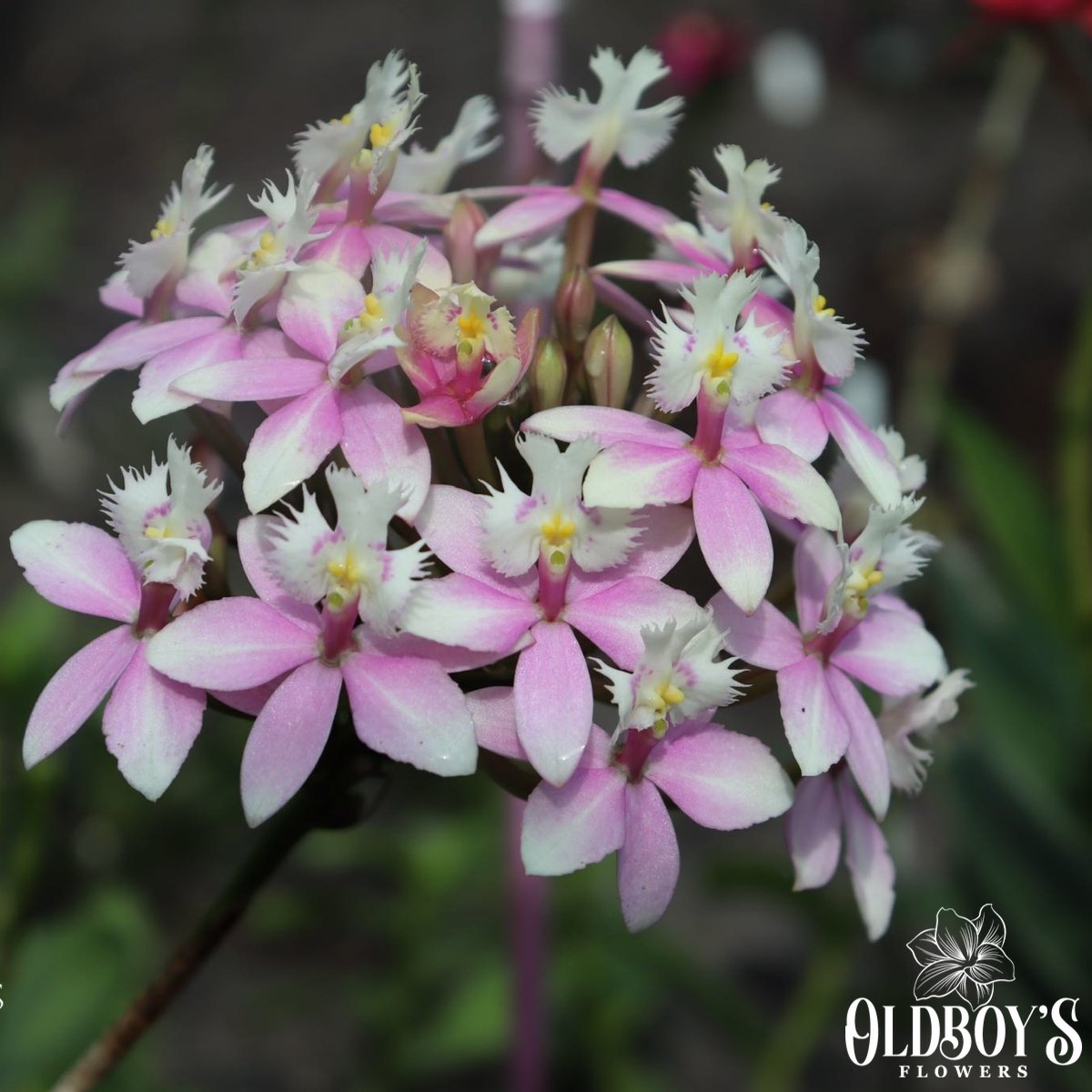 Crucifix Orchid (Epidendrums) - Oldboy&