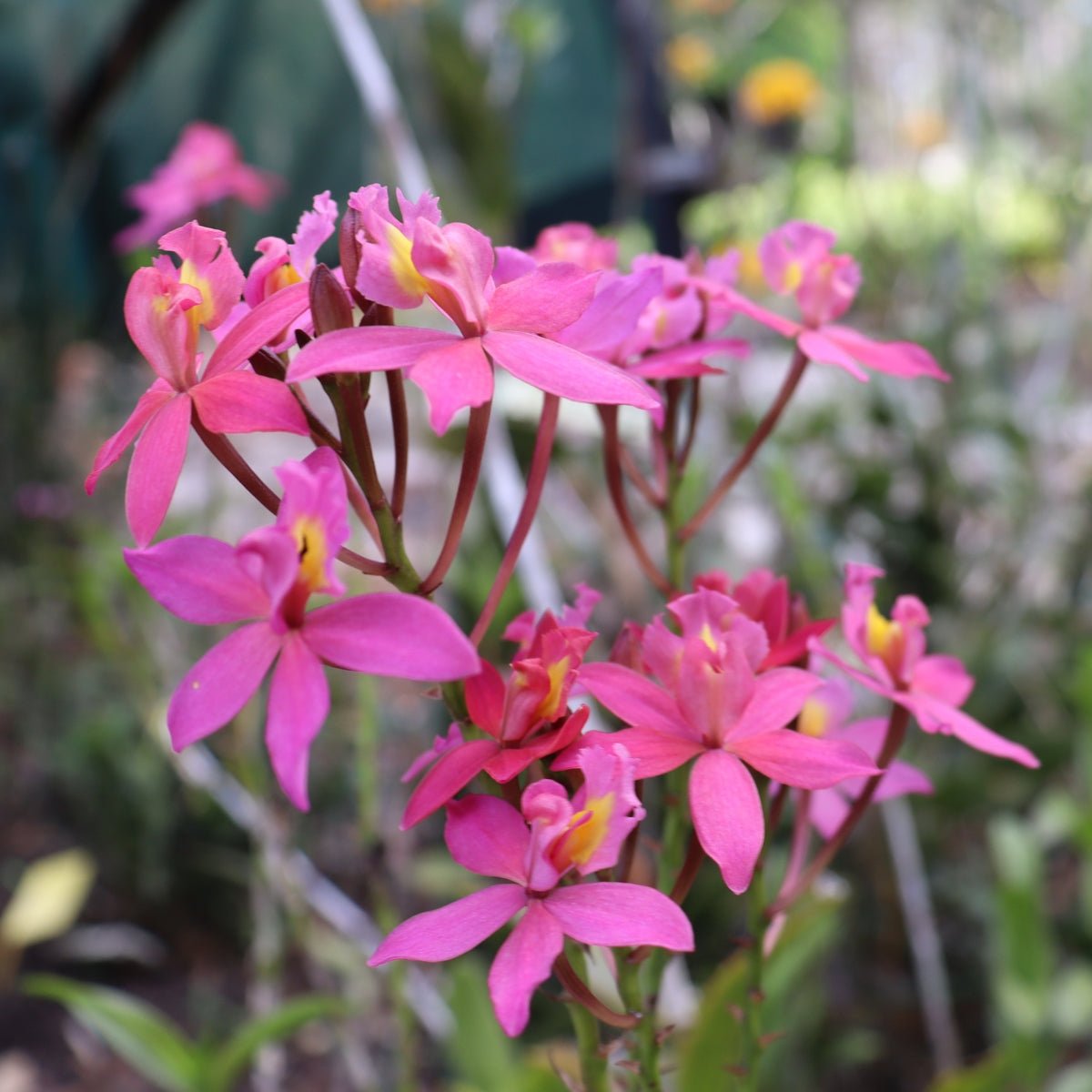 Crucifix Orchid | Epidendrums - Oldboy&