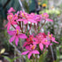 Crucifix Orchid | Epidendrums - Oldboy&