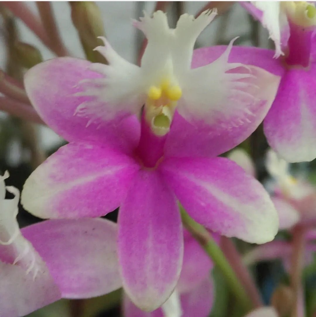 Crucifix Orchid | Epidendrums - Oldboy&