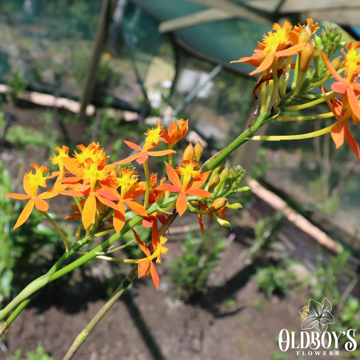 Crucifix Orchid (Epidendrums) - Oldboy&