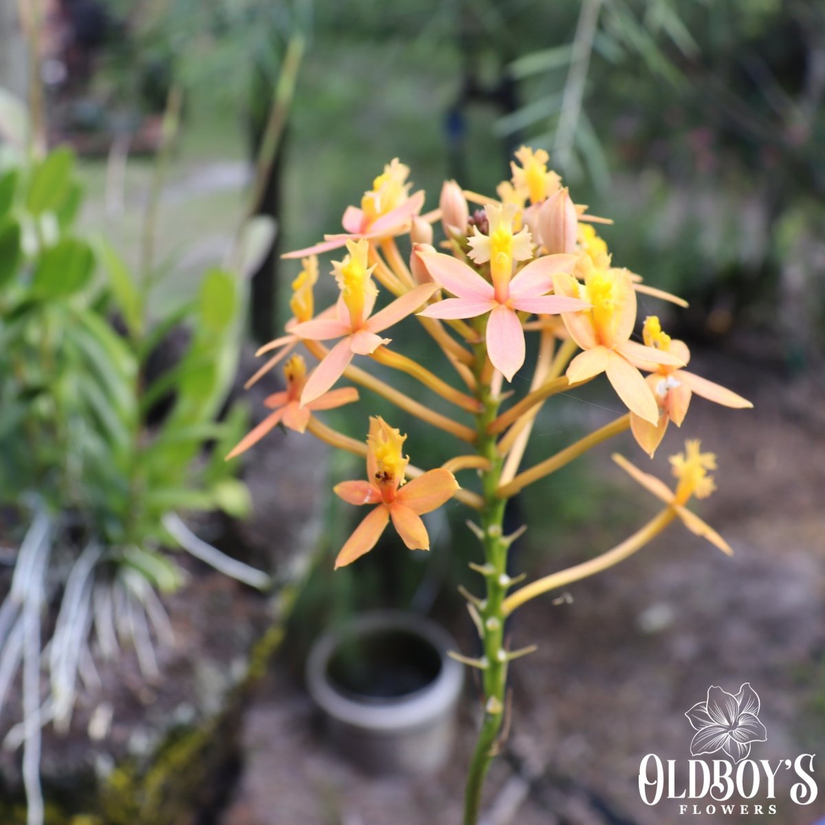 Epidendrums Crucifix Orchids Oldboy's Flowers