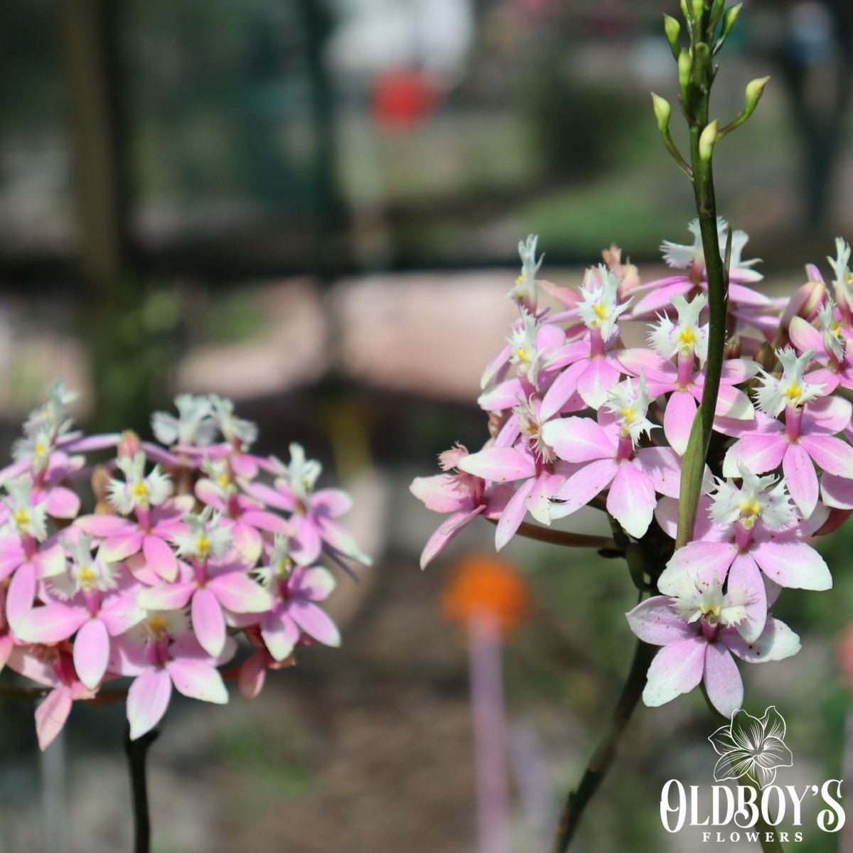 Crucifix Orchid (Epidendrums) - Oldboy&