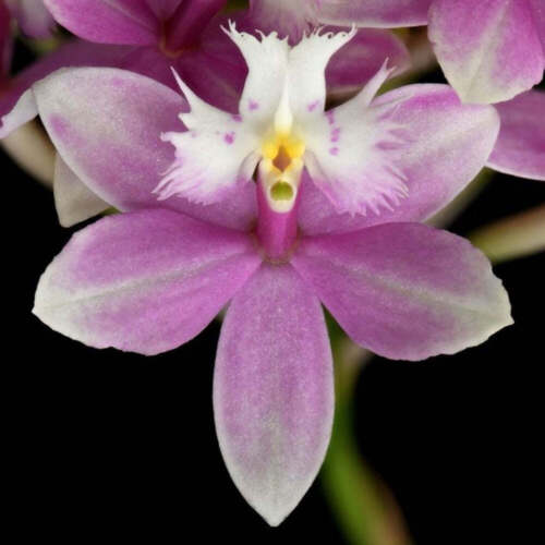 Crucifix Orchid | Epidendrums - Oldboy&