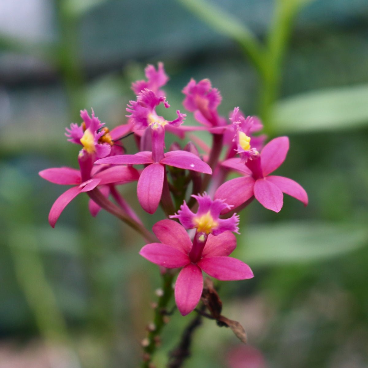 Crucifix Orchid | Epidendrums - Oldboy&