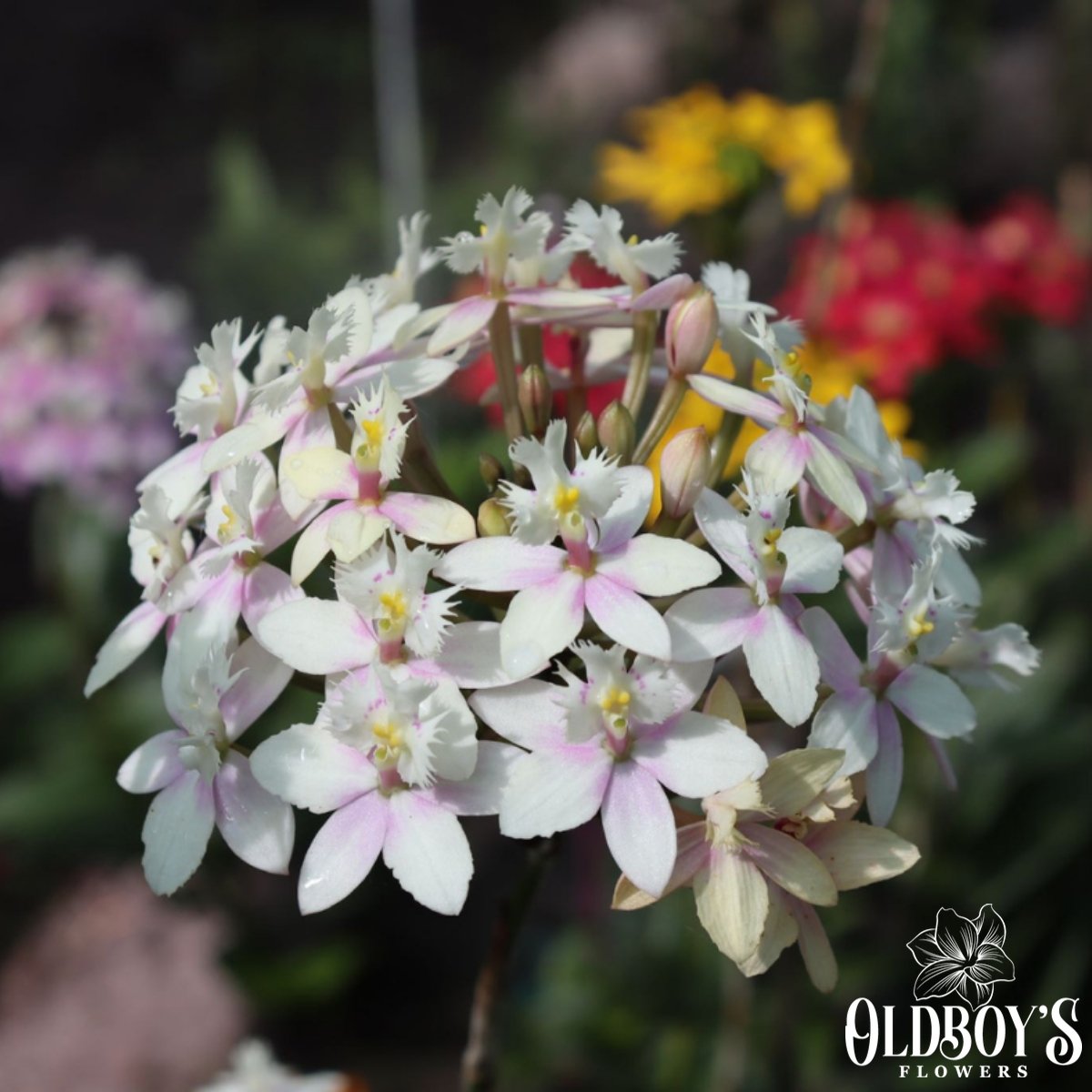 Crucifix Orchid (Epidendrums) - Oldboy&