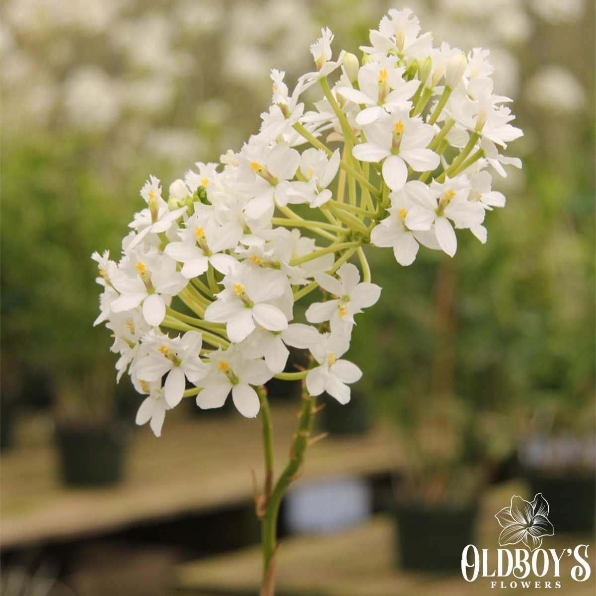 Crucifix Orchid (Epidendrums) - Oldboy&