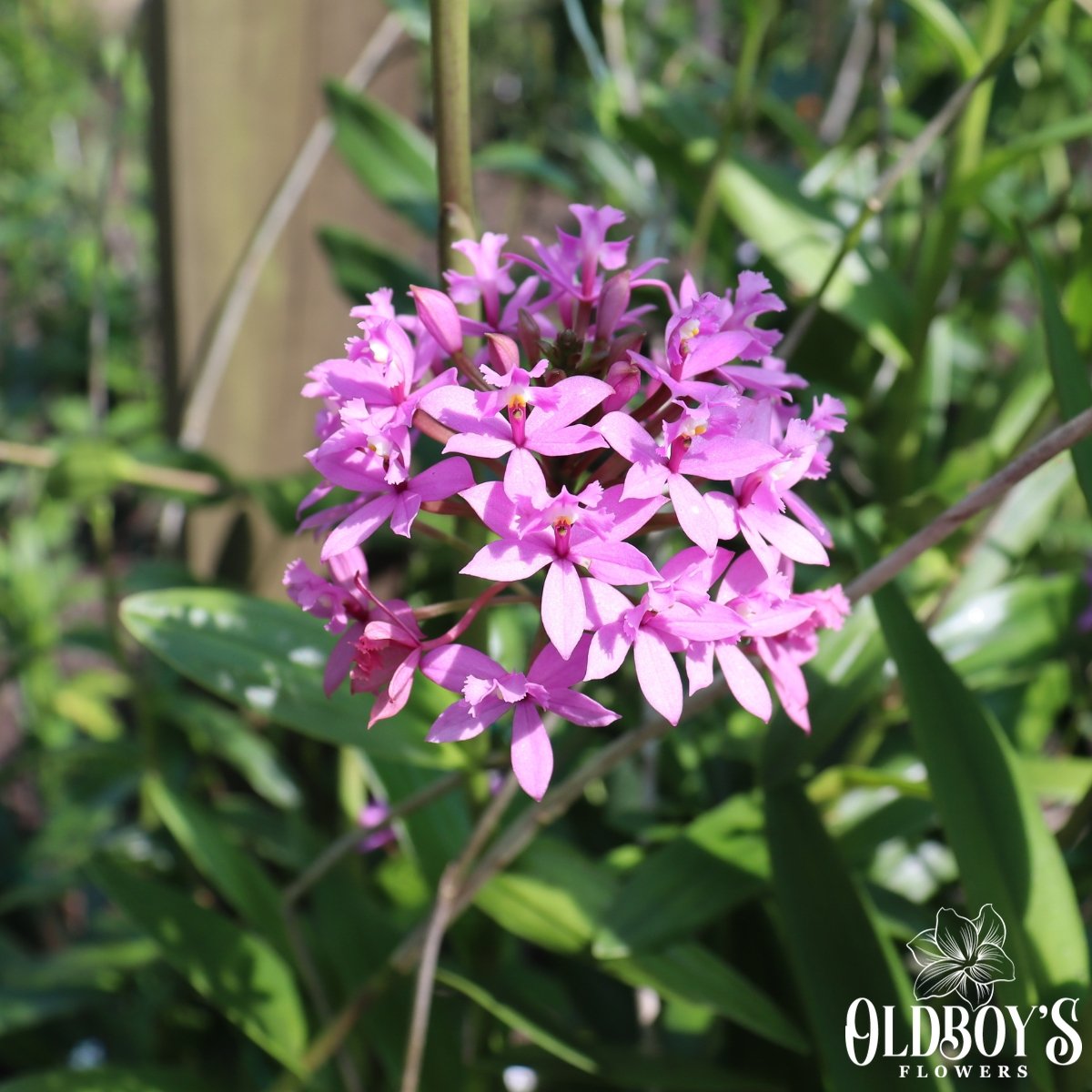 Epidendrums Crucifix Orchids Oldboy's Flowers