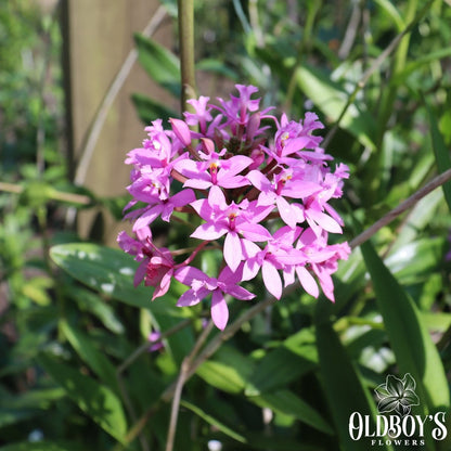 Crucifix Orchid (Epidendrums) - Oldboy&