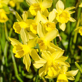 Daffodils - Oldboy&