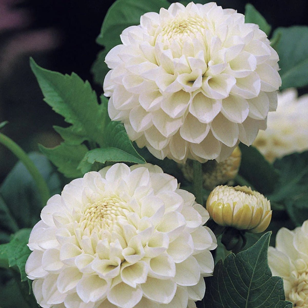 Dahlias - Oldboy&