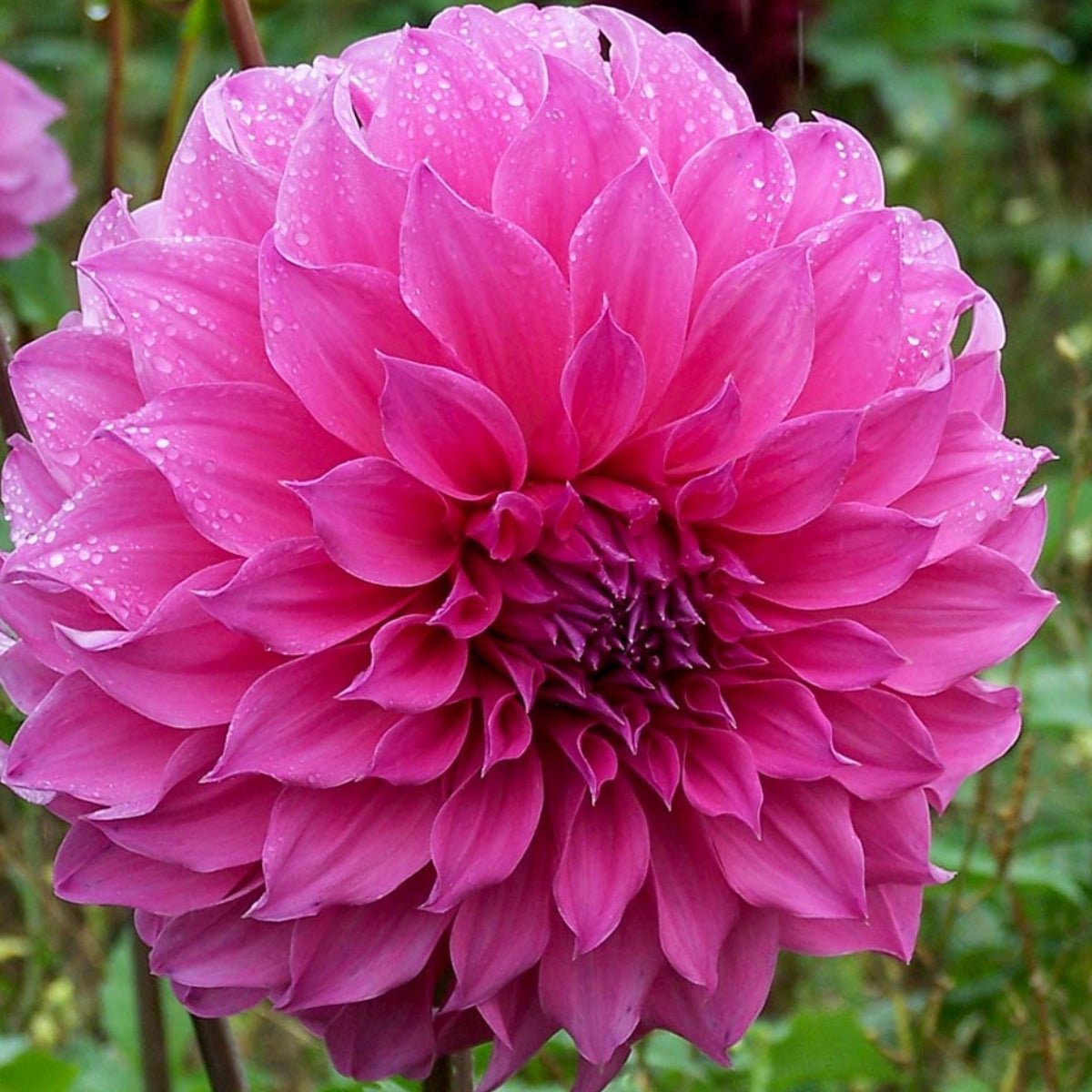 Dahlias - Oldboy&