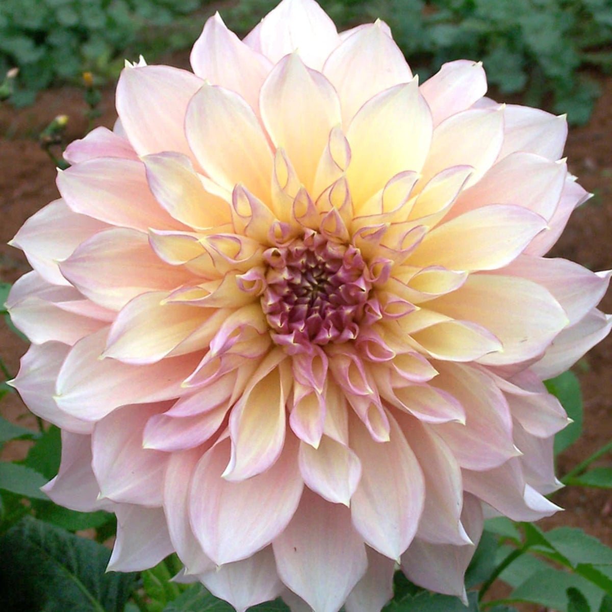 Dahlias - Oldboy&