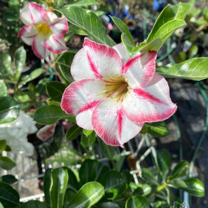 Desert Rose - Oldboy&