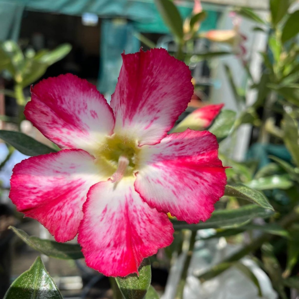 Desert Rose - Oldboy&