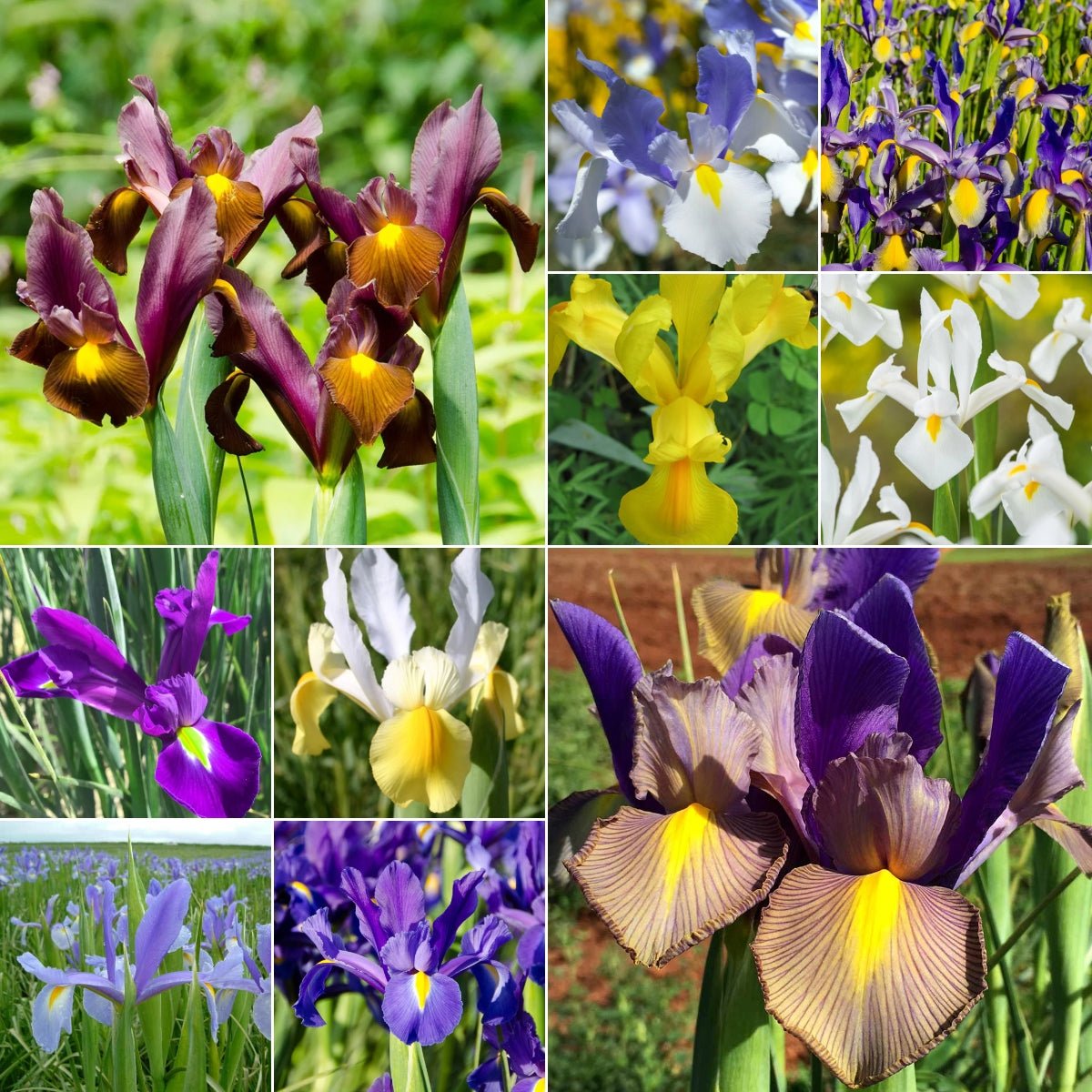 Dutch Iris - Oldboy&