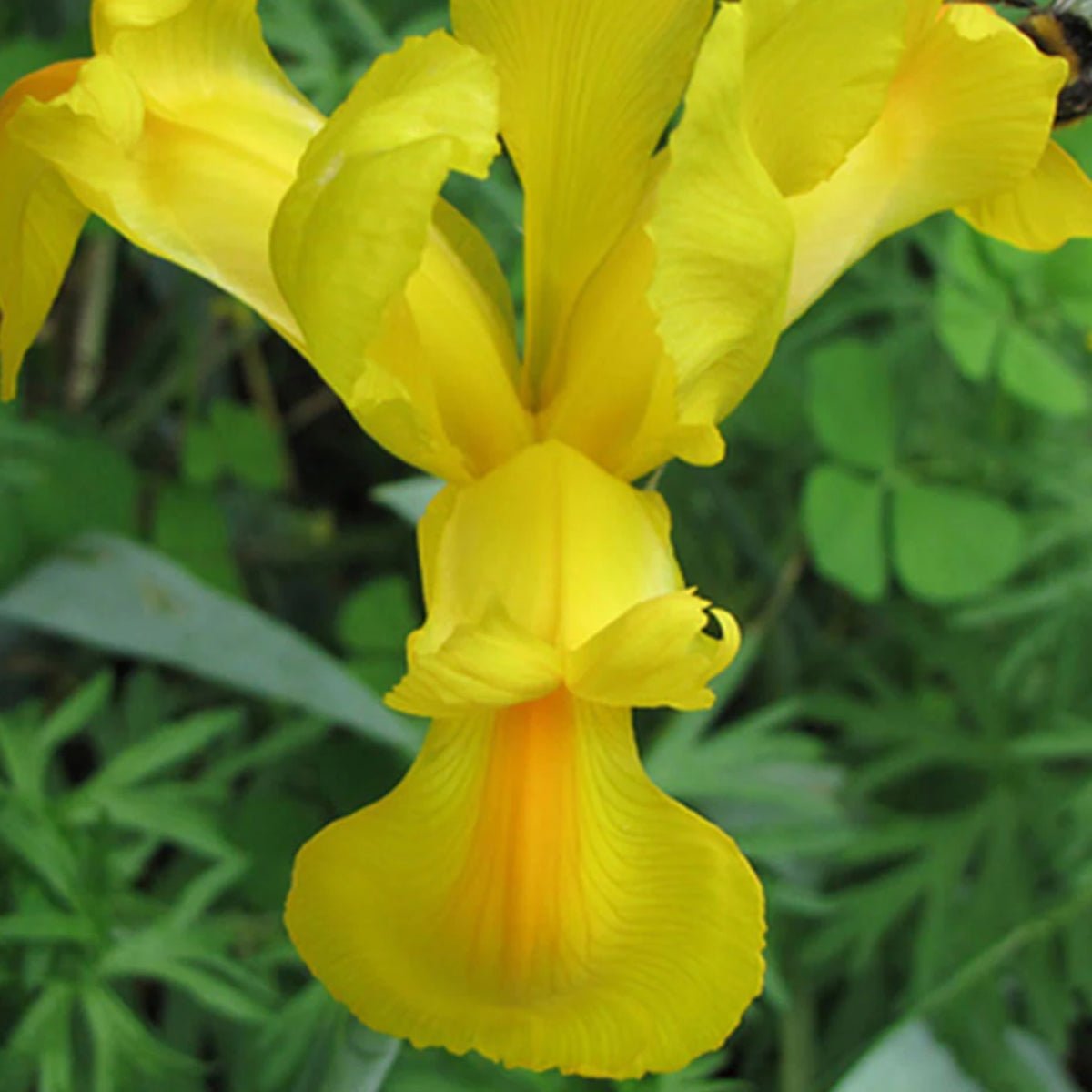 Dutch Iris - Oldboy&