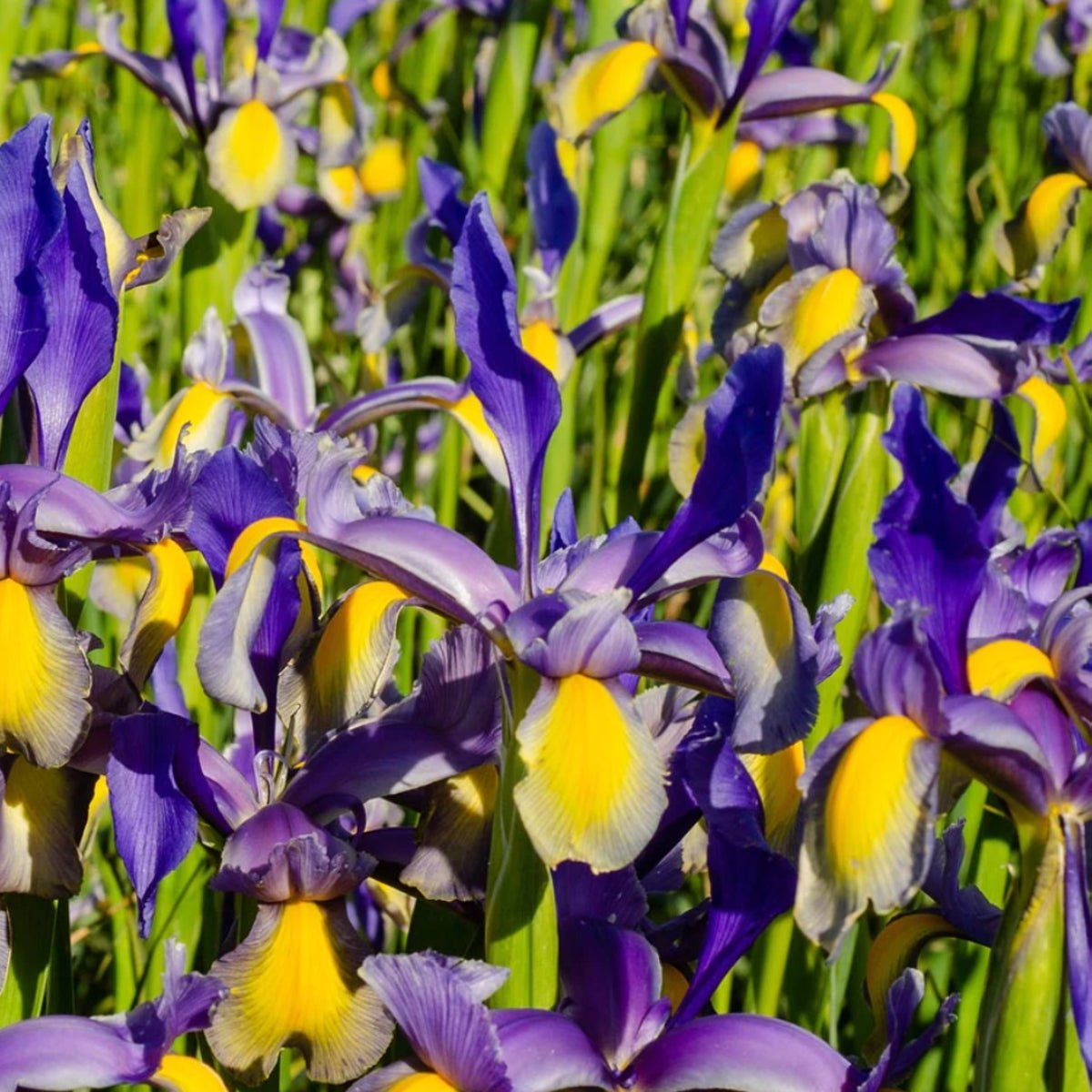 Dutch Iris - Oldboy&