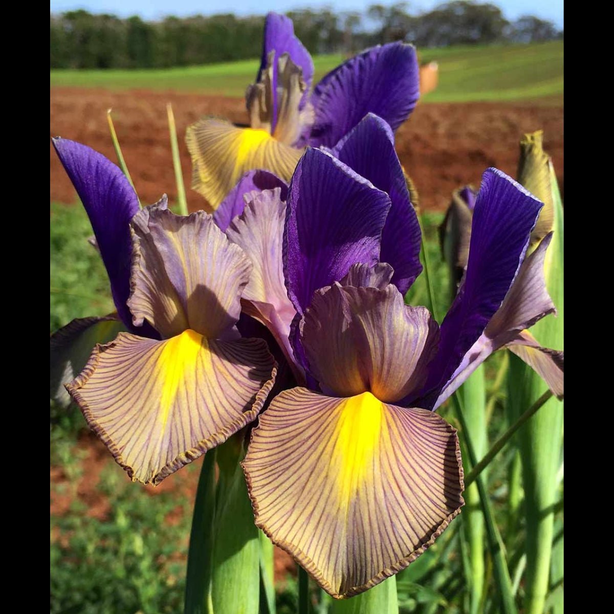 Dutch Iris - Oldboy&