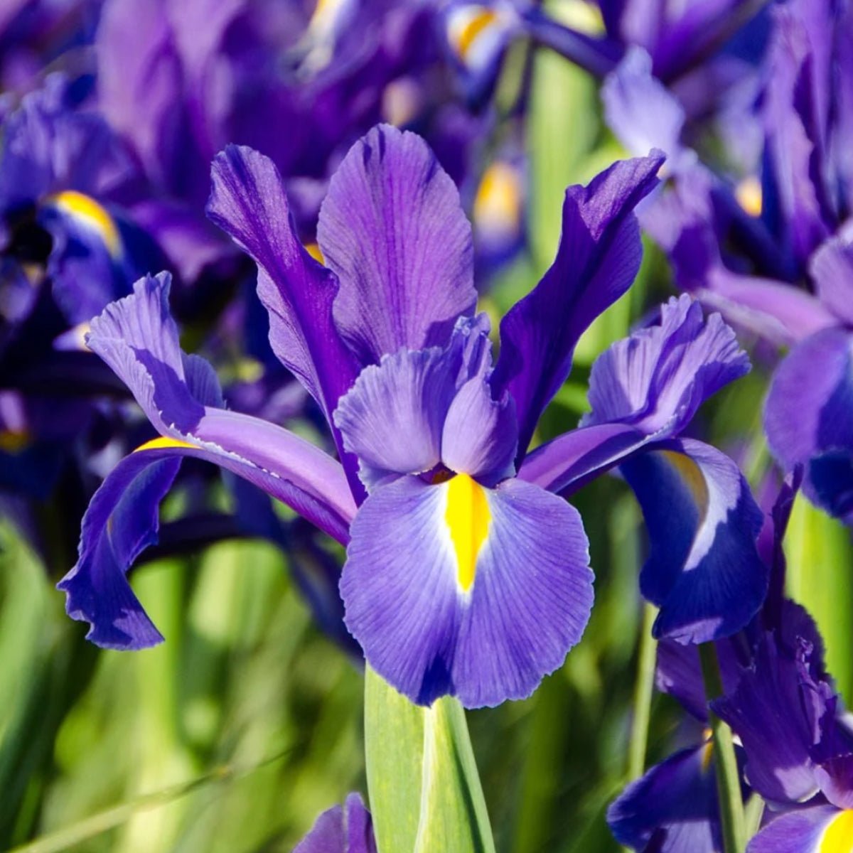 Buy Dutch Iris Bulbs Stunning Spring Blooms Iris x hybrid Oldboy